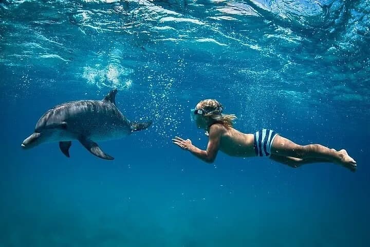 VIP Dolphins