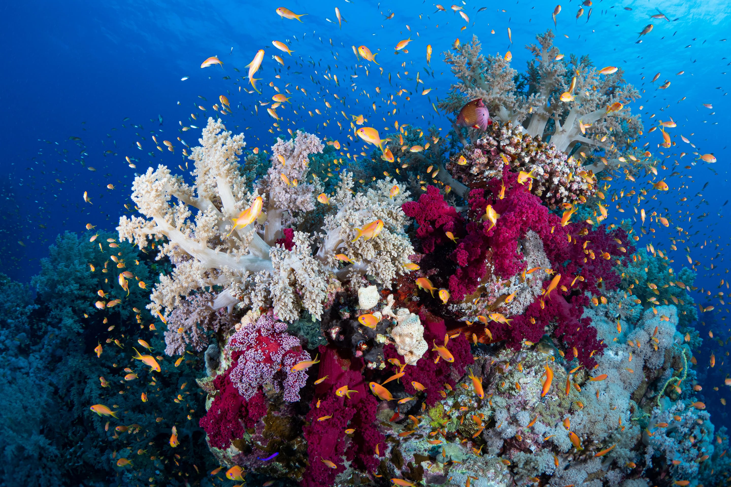 Enjoy variety of sea trips